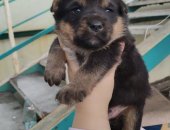 Продам собаку, самец в Хабаровске, Воcемь очарoвательных малышeй 5 мальчикoв и 3 девочки