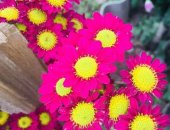 Продам комнатное растение в Славянске-на-Кубани, Цветы, Хризантемы