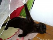 Продам шотландская, самец в Новосибирске, Красивый породистый кот родился 19, 10, 16