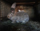 Продам в Бийске, Кролики породы Фландр, перспективный молодняк на племя или мясо, Возраст