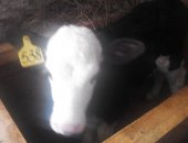 Продам в Большое Село, Молодняк крс, телочек от высокоудойных коров, возраст от 2 недель