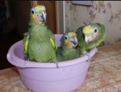 Продам птицу в городе Москва, попугаи венесуэльские амазоны - птенцы выкормыши и молодые