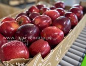 Продам в городе Нальчик, ООО Сады Кавказа Оптовая яблок разных сортов и калибров,