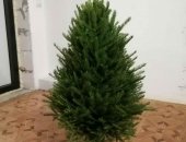 Продам аксессуар к интерьеру в городе Серпухов, Живые новогодние ели в е, Чехове