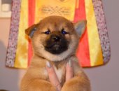 Продам собаку, самец в городе Нижний Новгород, сиба ину питомник KUMIKO YOSHI свободен