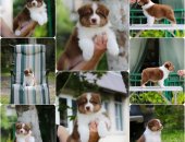 Продам собаку овчарка в городе Сочи, Щенки Австралийской овчарки/аусси от питомника ркф