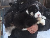 Продам собаку среднеазиатская овчарка, самец в Московской области