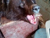 Продам аксессуары, интерьер в Новосибирске, Продается медвежья шкура с головой