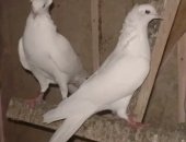 Продам птицу в округе Серпухов, Бакинский бойные голубей все мастей есть есть гоняя есть
