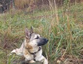 Дарю собаку, самка в городе Москва, Ногинский муниципальный приют для животных В приюте