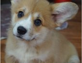 Продам собаку, самец в городе Москва, Предлагаются к продаже высокопородных щенков Вельш