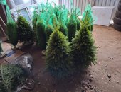 Продам аксессуар к интерьеру в городе Серпухов, Живые новогодние ели в е, Чехове