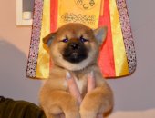Продам собаку, самец в городе Нижний Новгород, сиба ину питомник KUMIKO YOSHI свободен