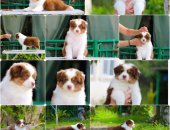 Продам собаку овчарка в городе Сочи, Щенки Австралийской овчарки/аусси от питомника ркф