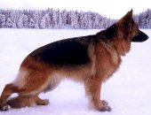 Продам собаку немецкая овчарка, самка в Санкт-Петербурге, открыто бронирование! Родились