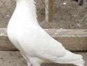 Продам птицу в округе Серпухов, Бакинский бойные голубей все мастей есть есть гоняя есть
