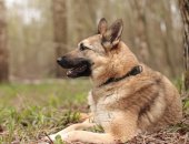 Дарю собаку, самка в городе Москва, Ногинский муниципальный приют для животных В приюте