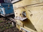 Продам в городе Курск, Пчелы и улья, пчелосемьи "Карника Карпатка" на высадку, Обработаны