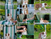 Продам собаку овчарка в городе Сочи, Щенки Австралийской овчарки/аусси от питомника ркф