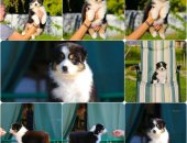 Продам собаку овчарка в городе Сочи, Щенки Австралийской овчарки/аусси от питомника ркф