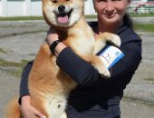 Продам собаку, самец в городе Нижний Новгород, сиба ину питомник KUMIKO YOSHI свободен