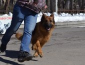 Продам собаку немецкая овчарка, самка в Санкт-Петербурге, открыто бронирование! Родились